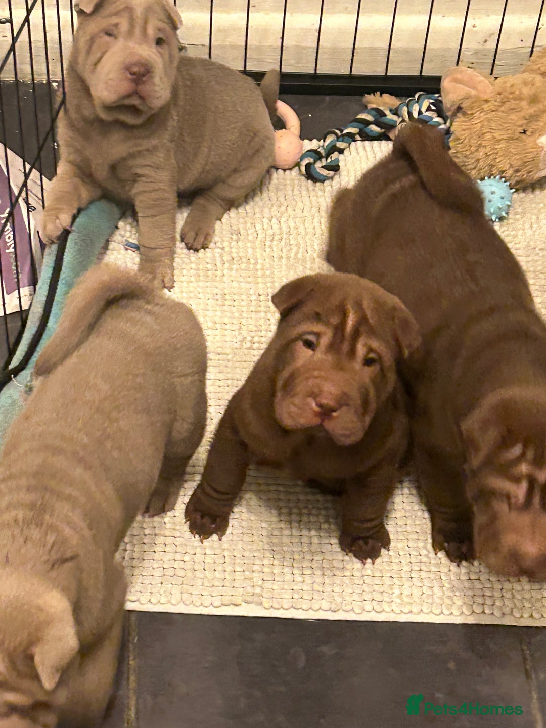 Shar Pei dogs for sale: Beautiful Shar Pei puppies  - Image 8