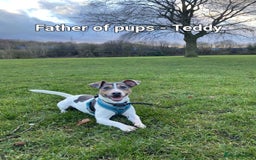 Jack Russell dogs for sale: Pure Jack russell puppies. Ultra-Rare colored.  - Advert 19