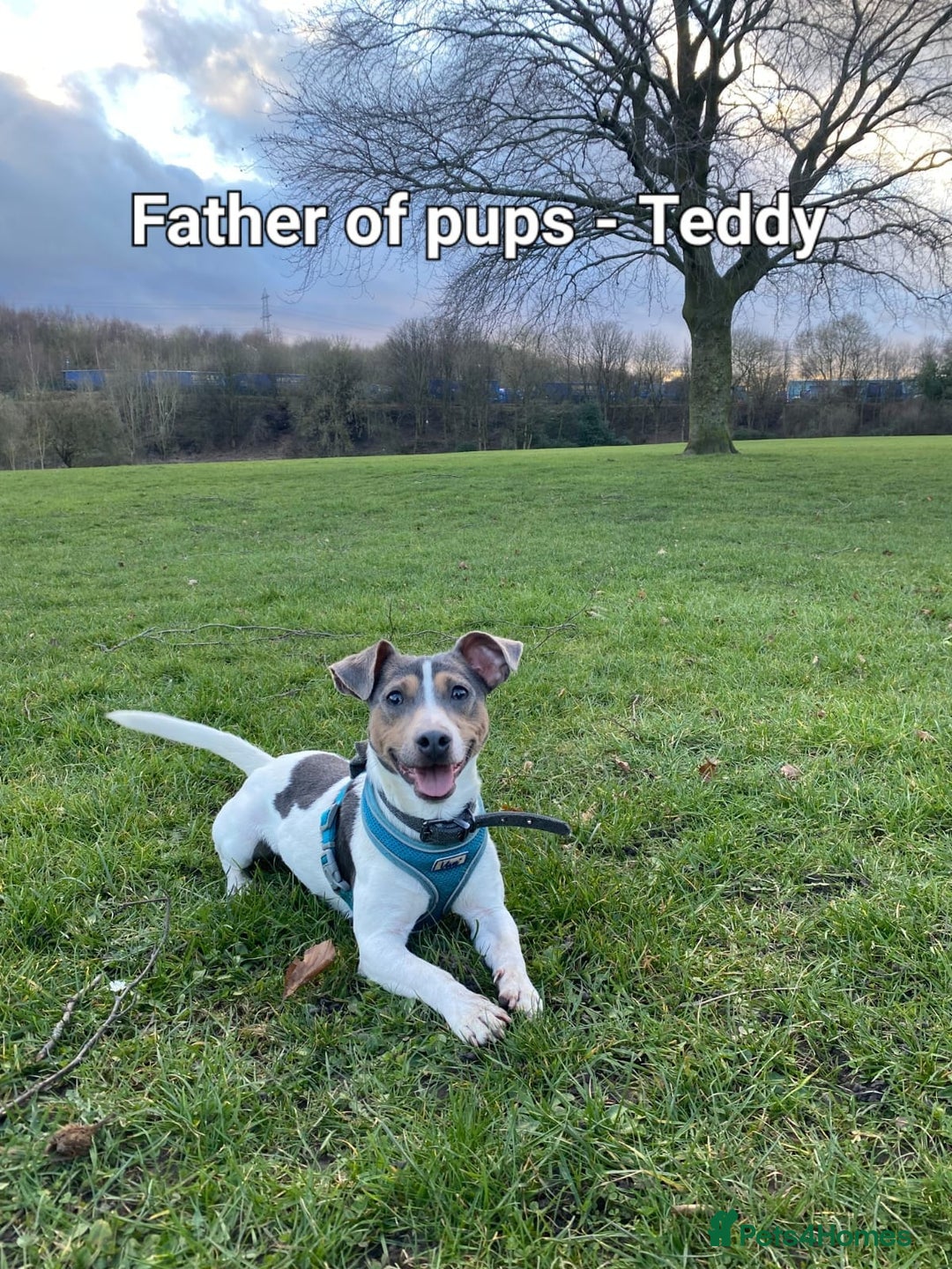 Jack Russell dogs for sale: Pure Jack russell puppies. Ultra-Rare colored.  - Advert 19