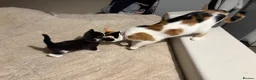 Mixed Breed cats for sale: Two male kittens - Advert 8