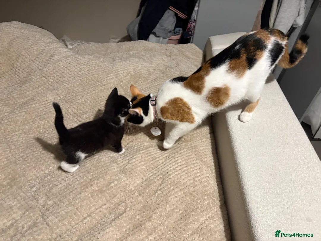 Mixed Breed cats for sale: **SOLD** One Male Kitten - Advert 16