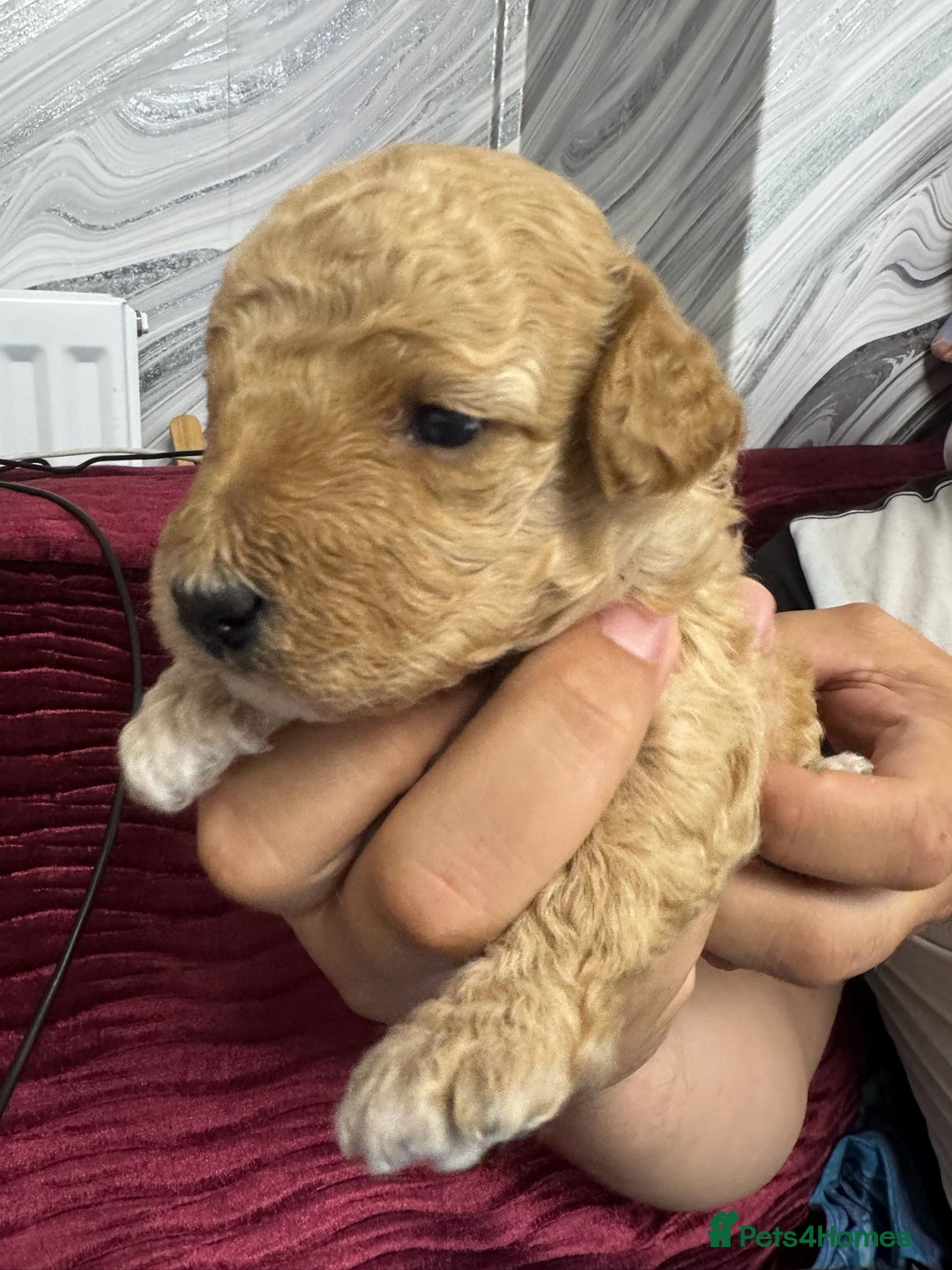 Goldendoodle dogs for sale: Beautiful Goldendoodles - Image 5