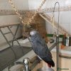 Parrots birds Congo african gray parrots for sale  - Advert 3