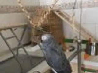 Parrots birds Congo african gray parrots for sale - Advert 3