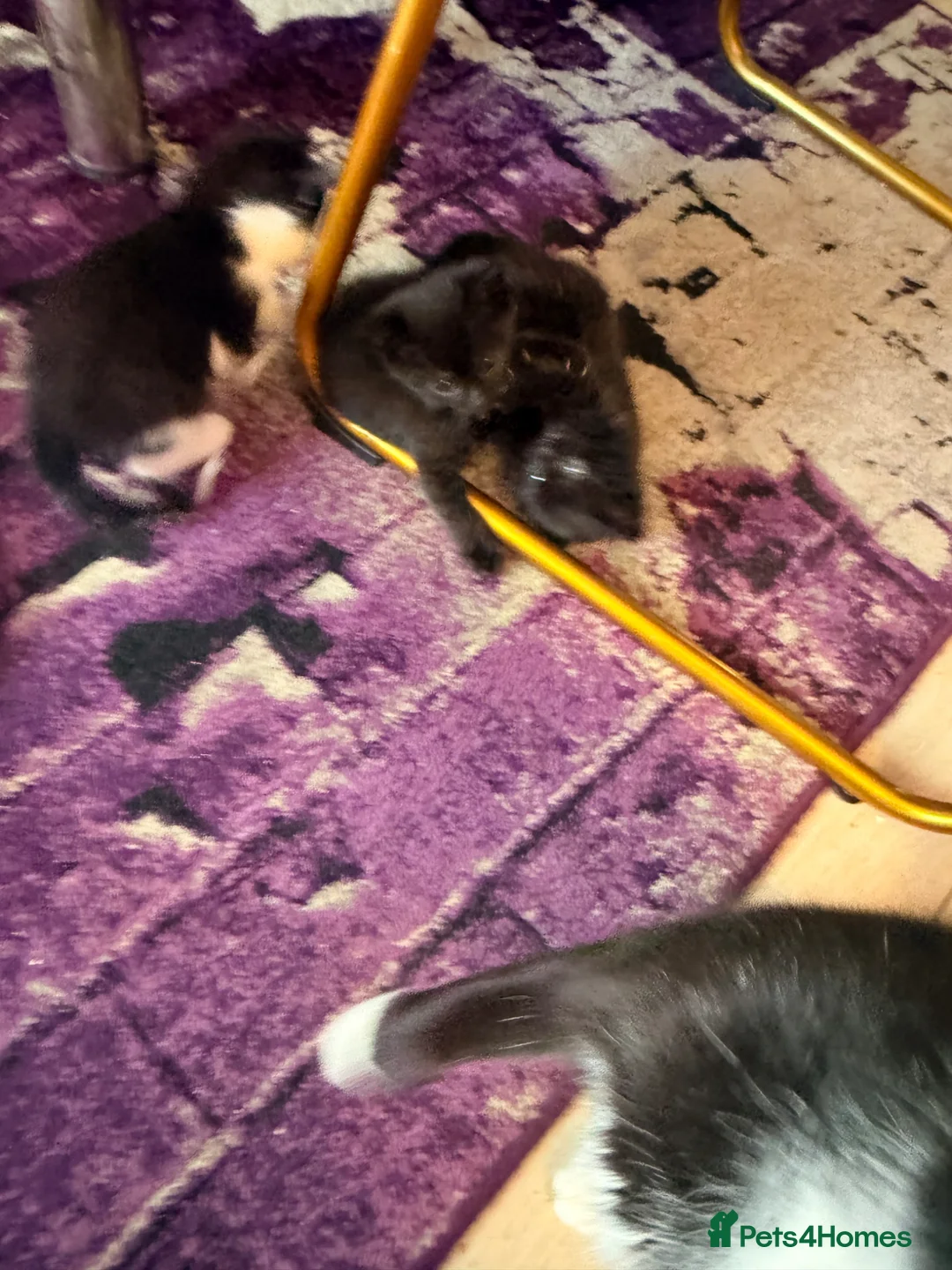 Mixed Breed cats for sale: Two black girl and white whit black is boy in Derby - Advert 9