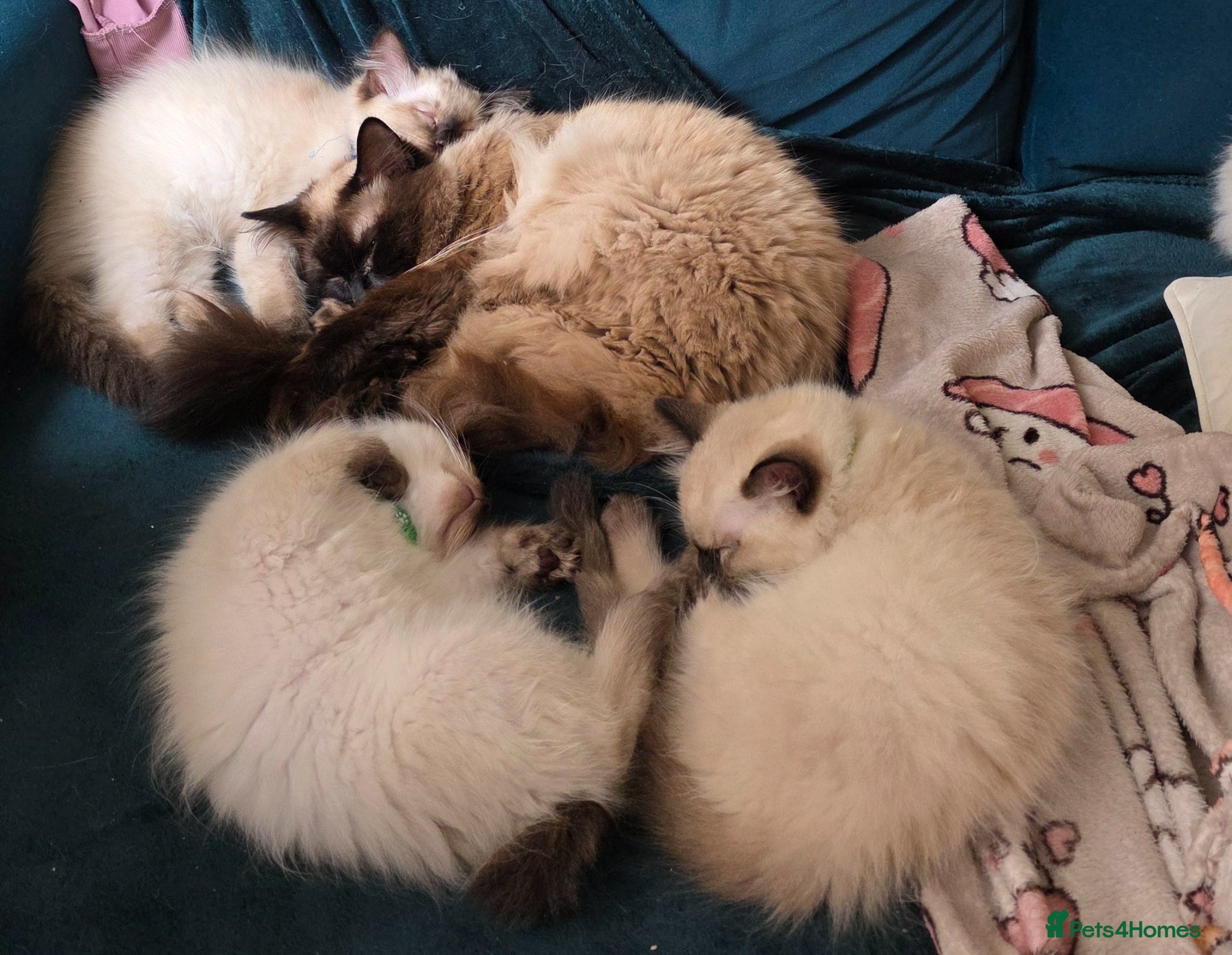 Ragdoll cats Ragdoll Kittens  - Advert 9