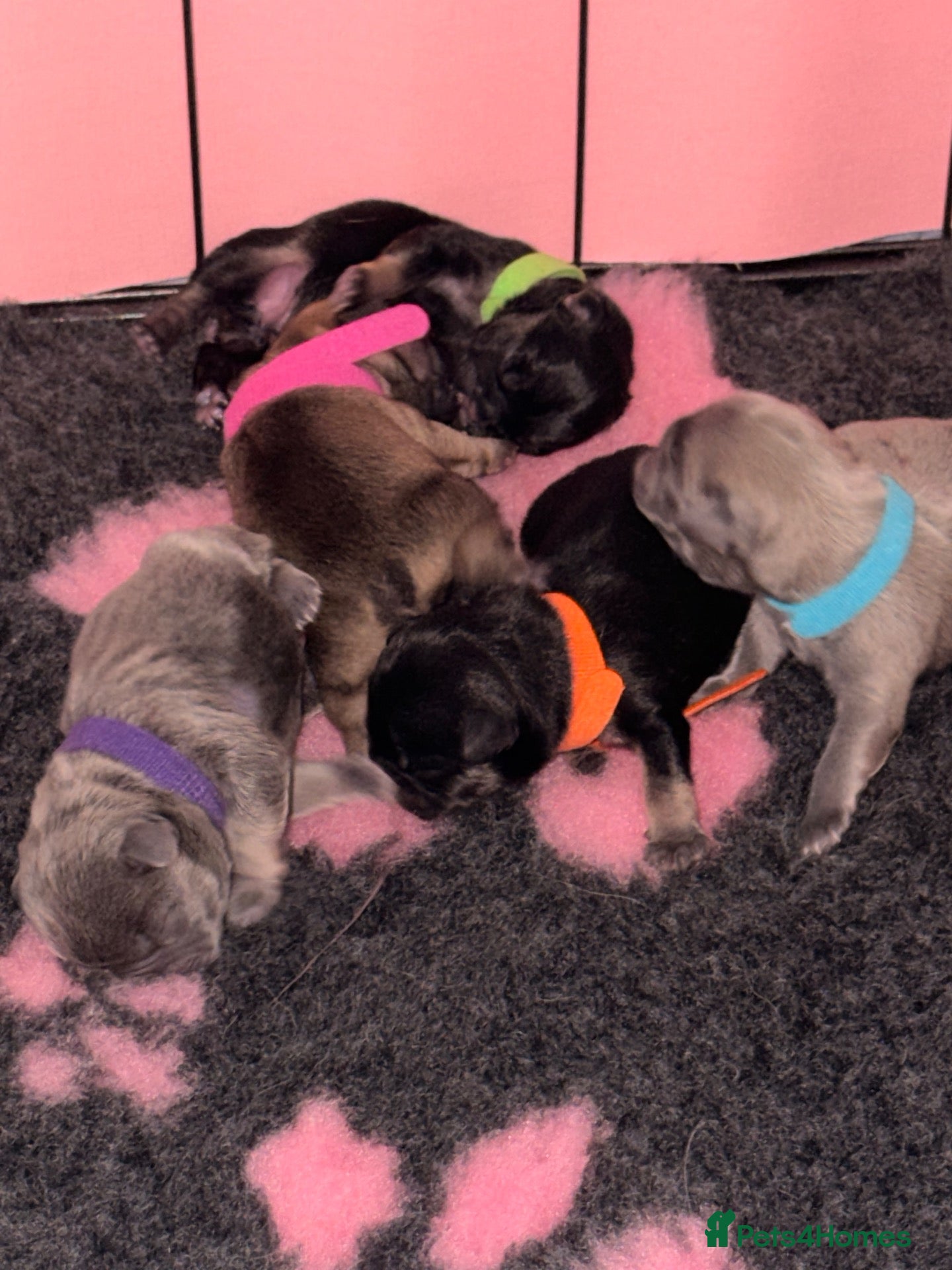 French Bulldog dogs Frenchie Pups for sale  - Advert 1