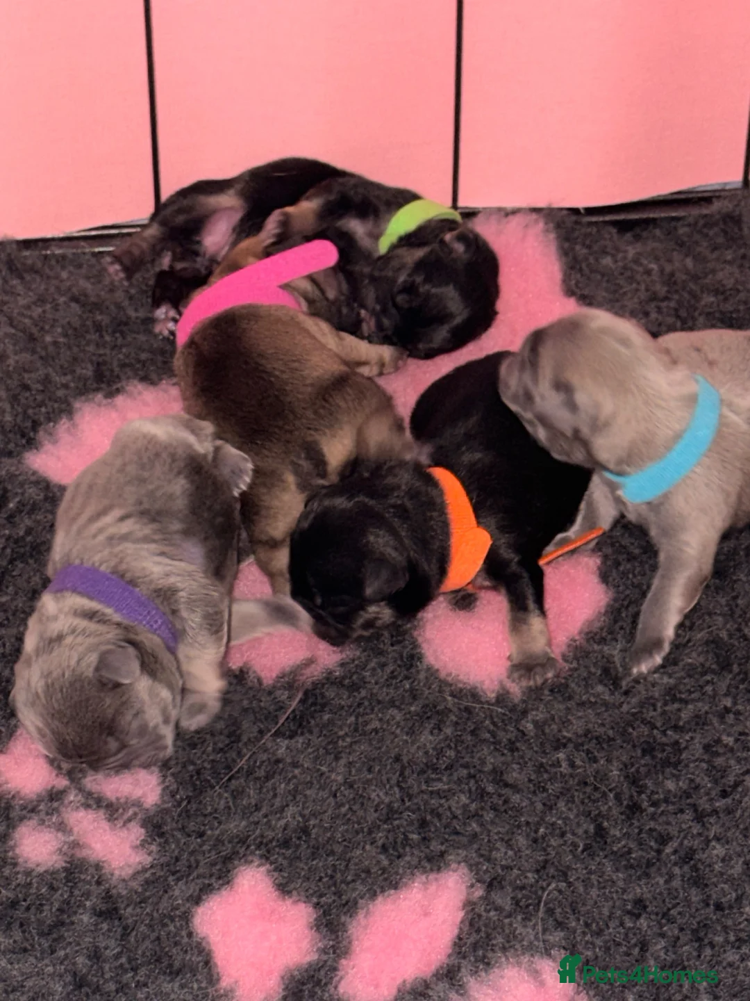 French Bulldog dogs for sale: Frenchie Pups for sale  - Advert 1