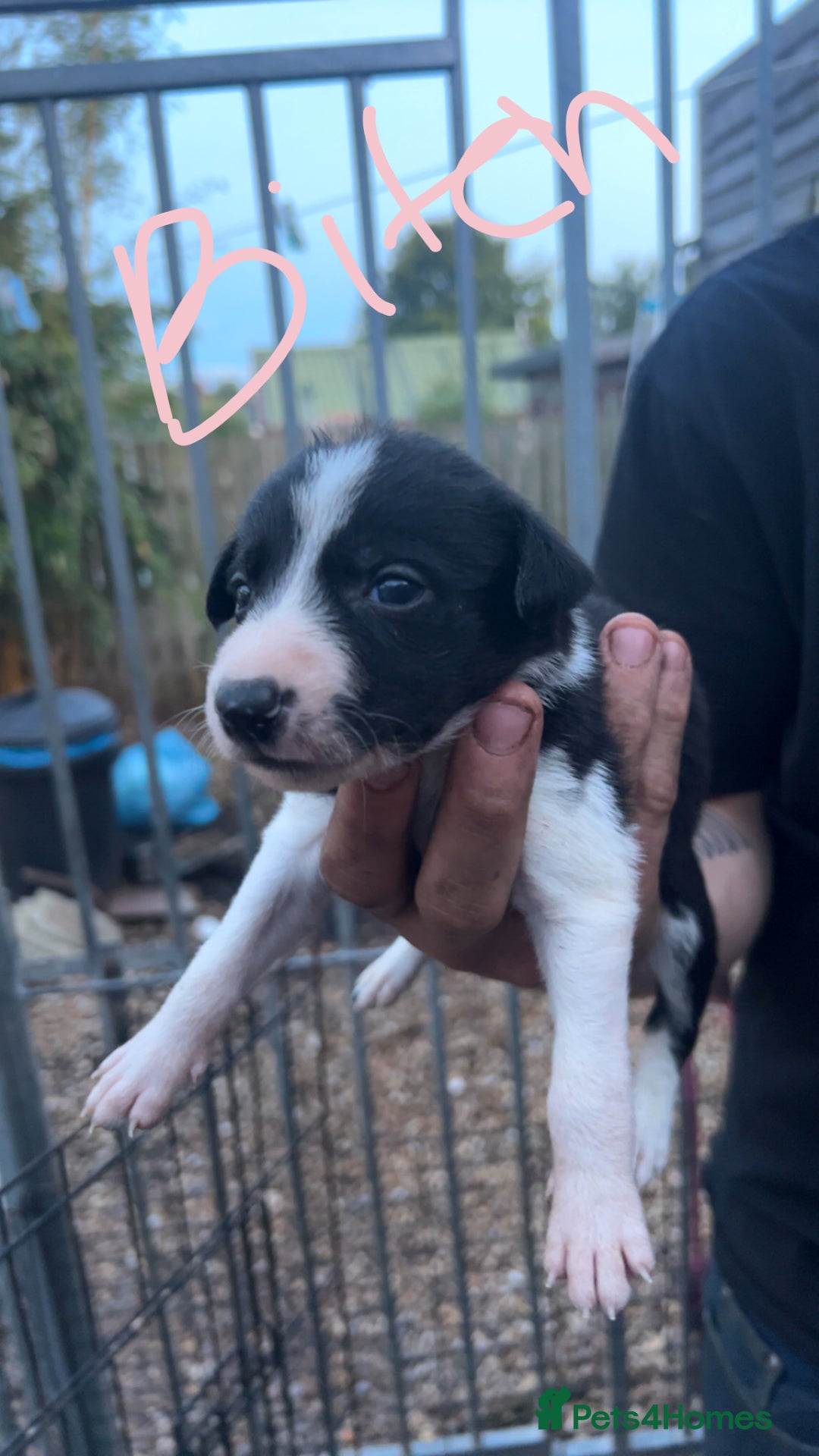 Border Collie dogs for sale: Working Border Collies - Image 4
