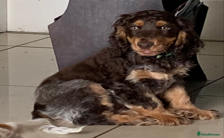 Cocker Spaniel dogs - Advert 1
