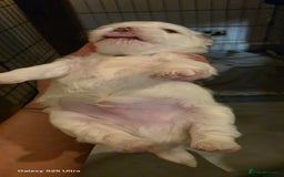 Maltese dogs for sale: Puppy maltese - Image 12