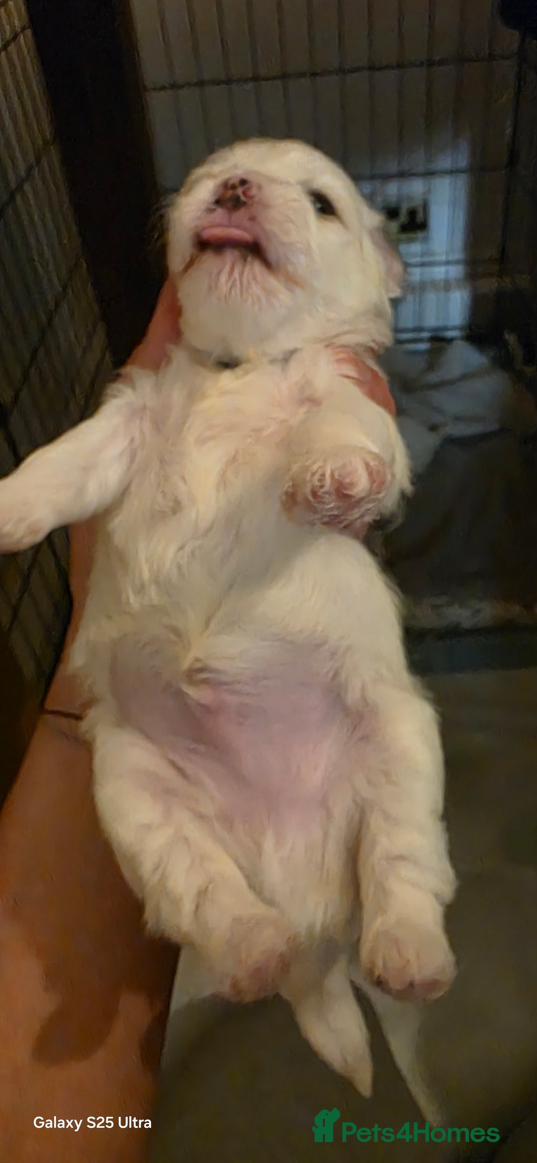 Maltese dogs for sale: Puppy maltese - Image 12