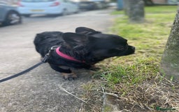 French Bulldog dogs for sale: Fluffy Male Frenchy Black and Tan 🐾🐾 - Image 8