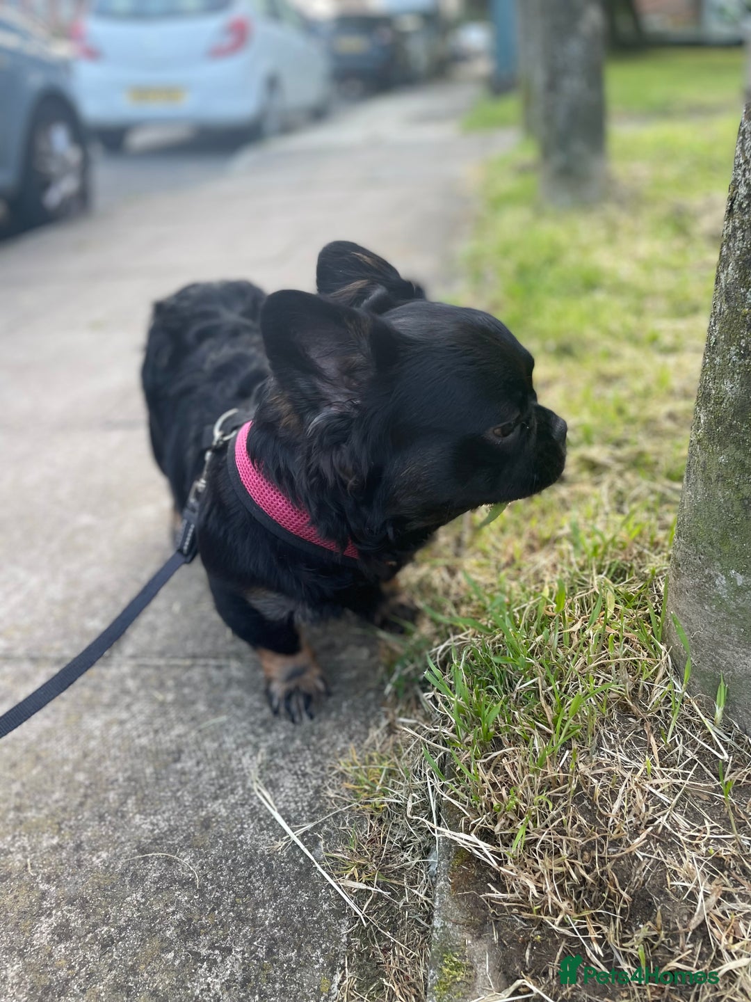 French Bulldog dogs for sale: Fluffy Male Frenchy Black and Tan 🐾🐾 - Image 8