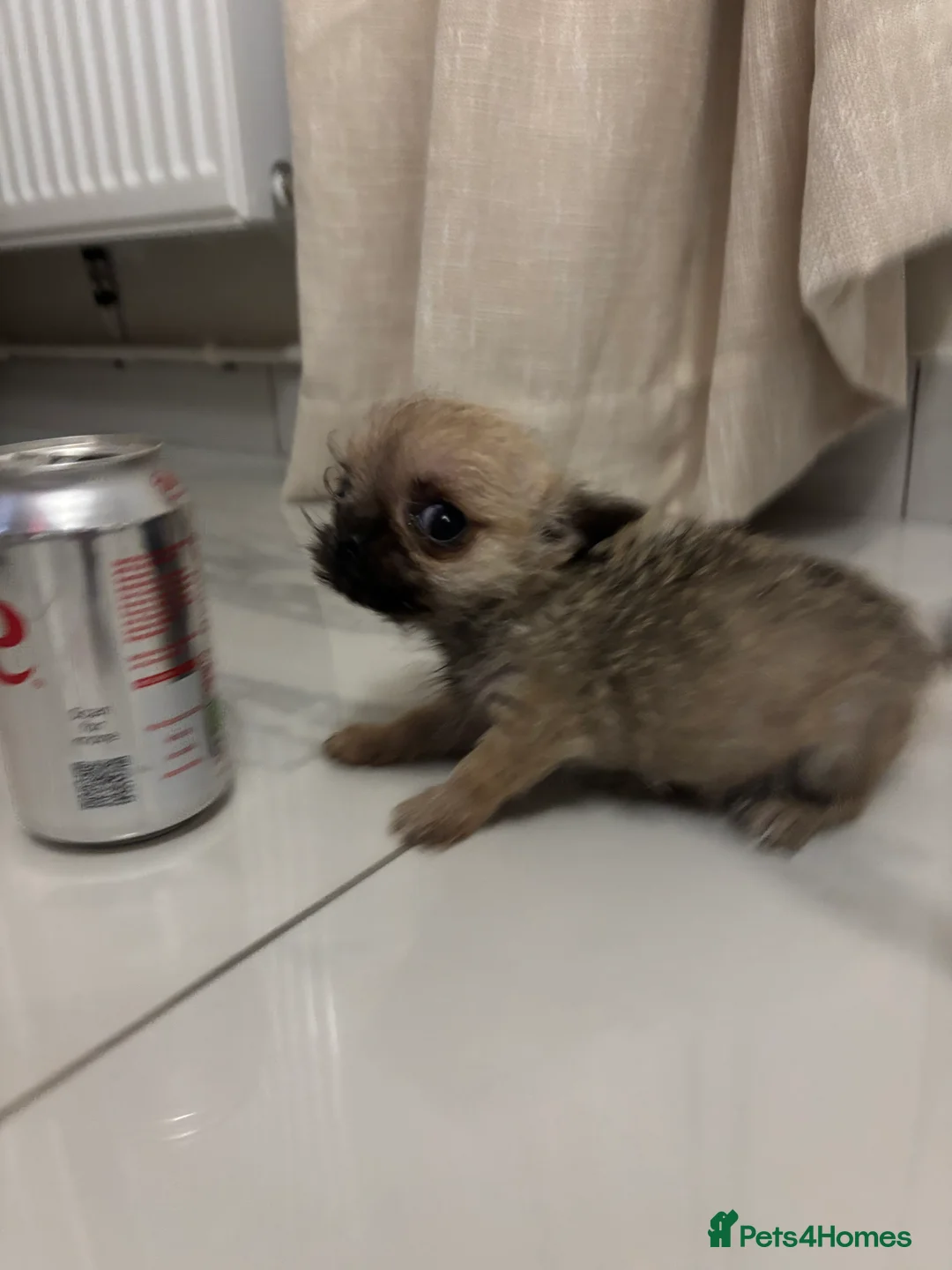 Chihuahua dogs for sale:  **  Chihuahua in Halstead - Advert 8