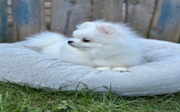 Pomeranian dogs for sale: White and Orange Pomeranian Boys - Image 19