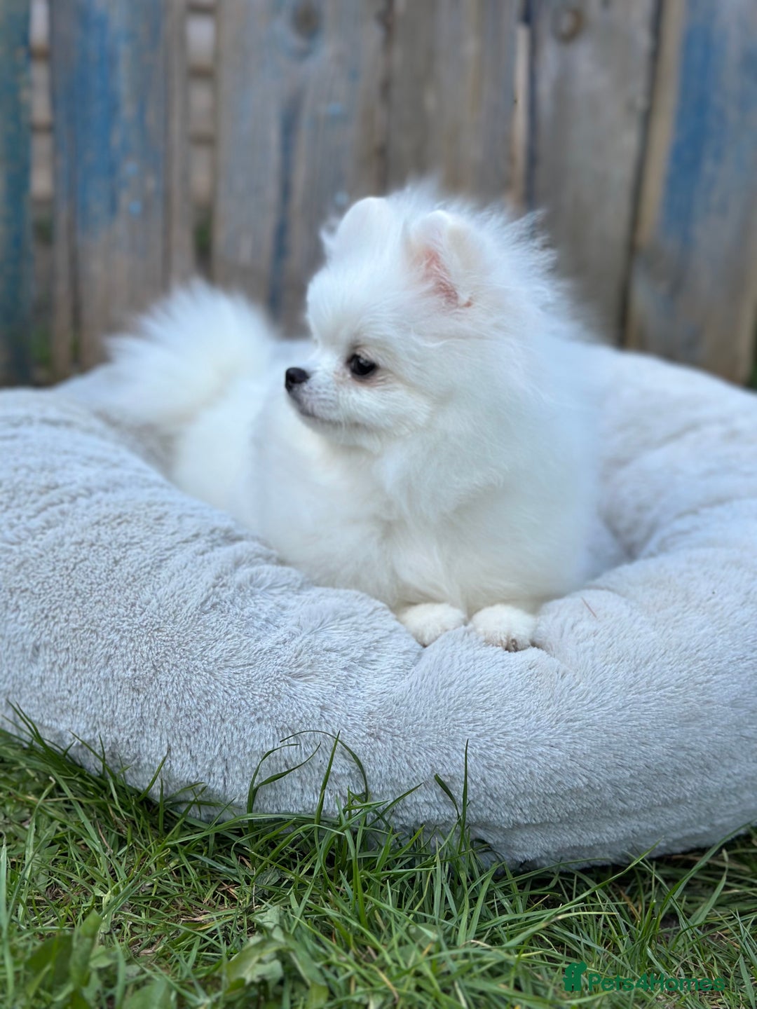 Pomeranian dogs for sale: White and Orange Pomeranian Boys - Image 19