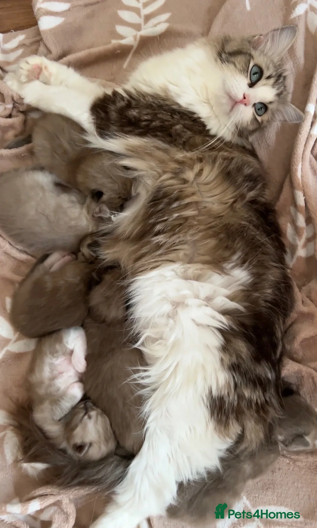 Ragdoll cats for sale: Mink & Sepia Cherubim Ragdolls TICA Pedigree  - Advert 1