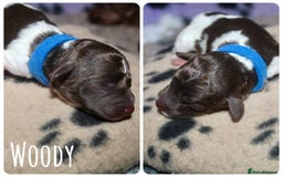 Cockapoo dogs for sale: Waiting list health tested American cockerpoos - Image 10
