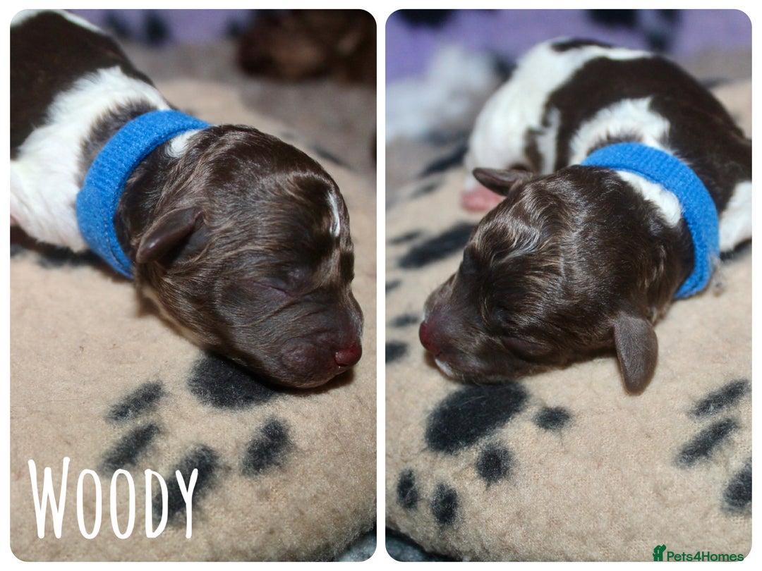 Cockapoo dogs for sale: Waiting list health tested American cockerpoos - Image 10