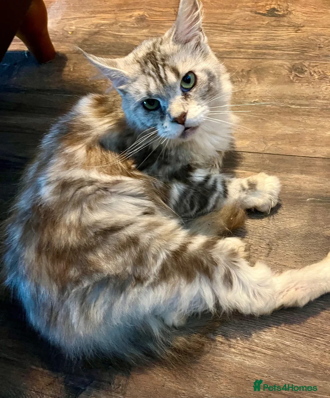 Maine Coon cats for sale: Pure Maine Coon Female - Advert 2