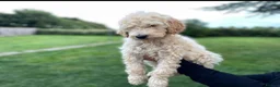 Goldendoodle dogs for sale: Standard GoldenDoodle Puppies - Advert 4