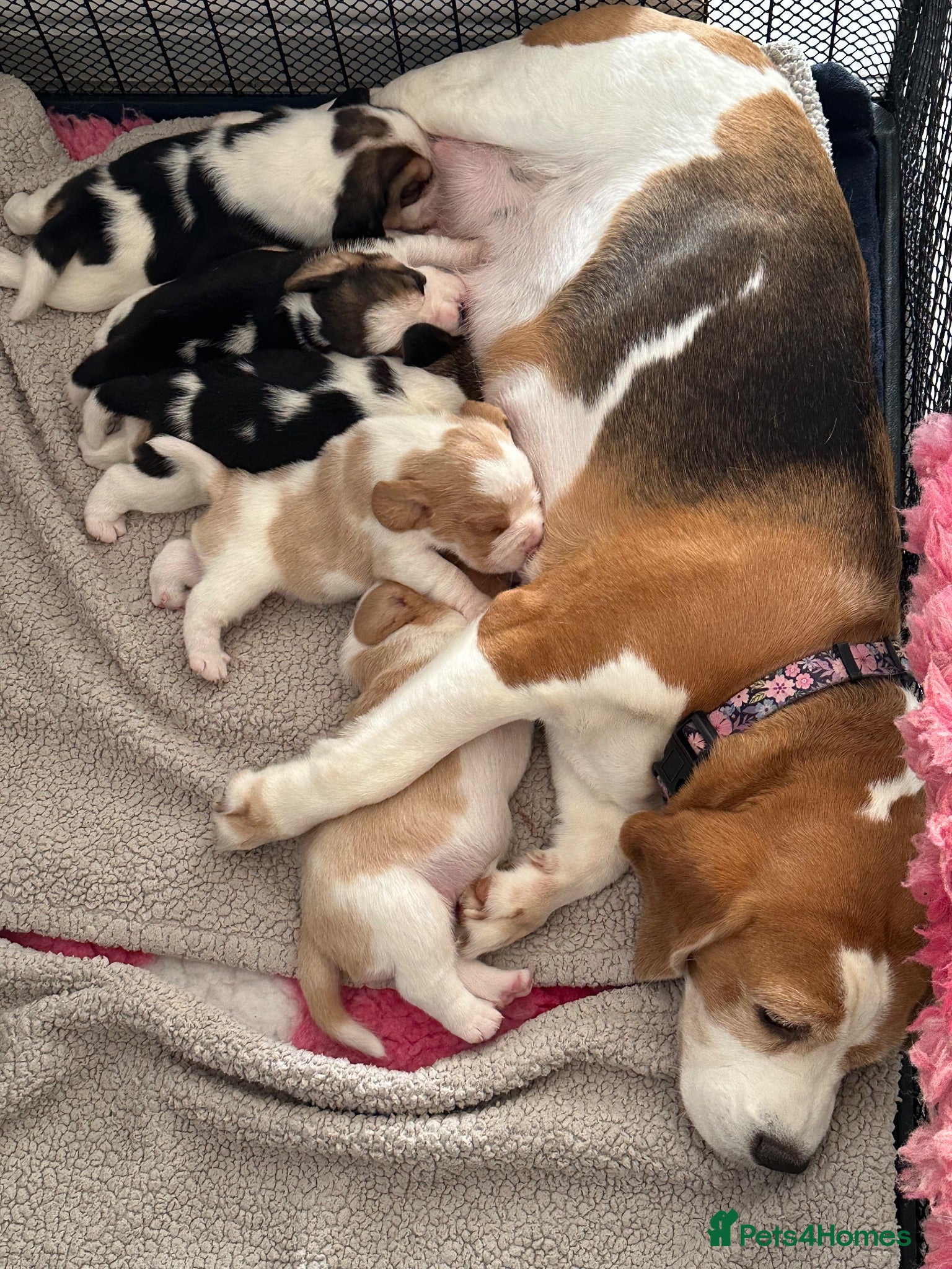 Beagle dogs ⭐️STUNNING KC 5TH GEN REGISTERED PUPS ⭐️ - Advert 2