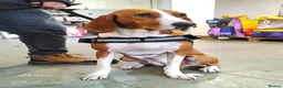 Mixed Breed dogs for adoption: Bella, 5 years approx. Available for adoption. in Brixham - Advert 7