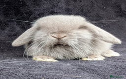 Mini Lop rabbits for sale: ❤️🐰Mini lop bunnies🐰❤️ - Image 12