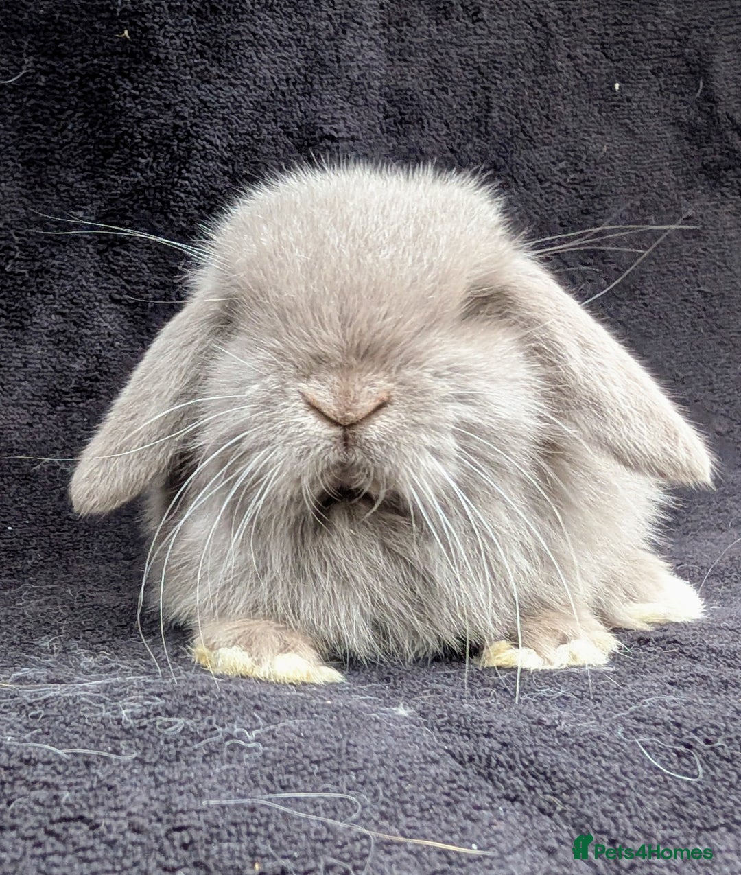 Mini Lop rabbits for sale: ❤️🐰Mini lop bunnies🐰❤️ - Image 12
