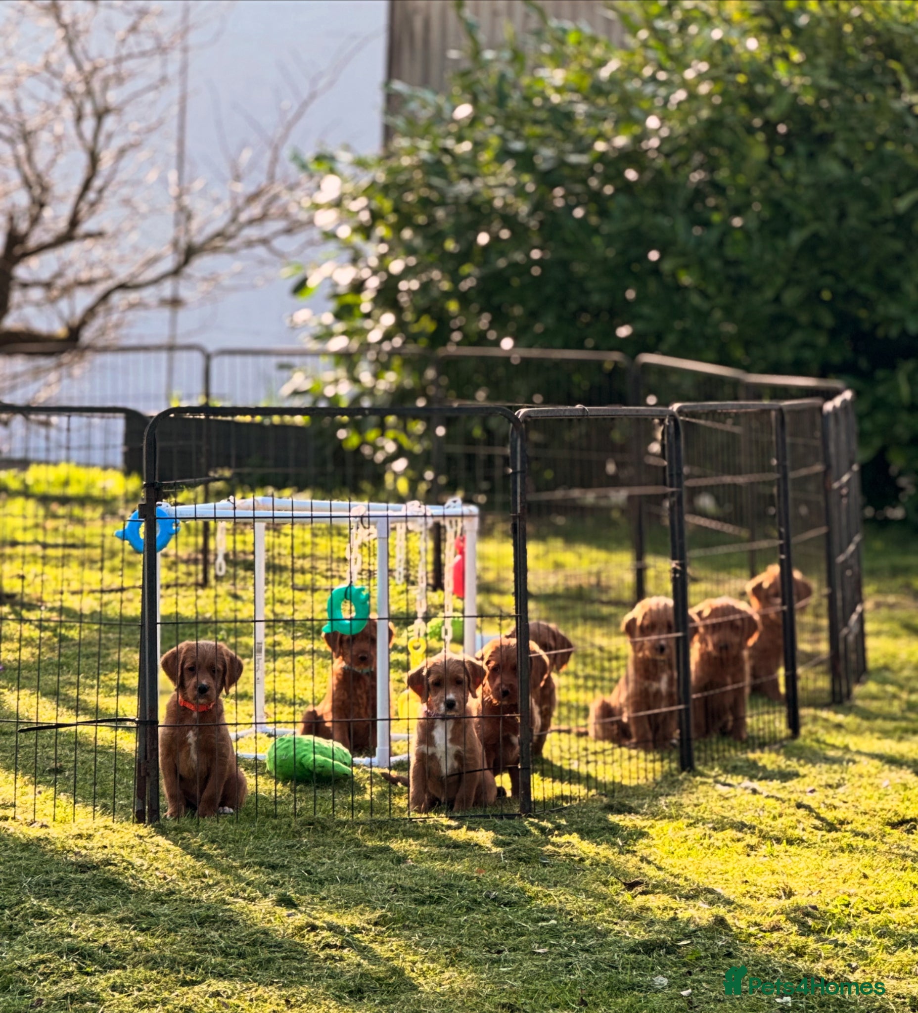 Labradoodle dogs Stunning Red F1 Labradoodles - Advert 13