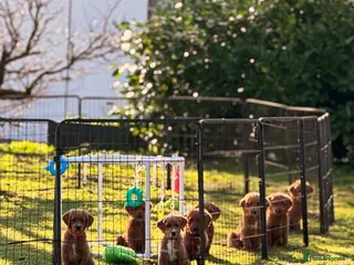 Labradoodle dogs Stunning Red F1 Labradoodles - Advert 13