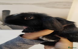 Mini Lop rabbits for sale: Mini lop and mini lop lion head  - Advert 9