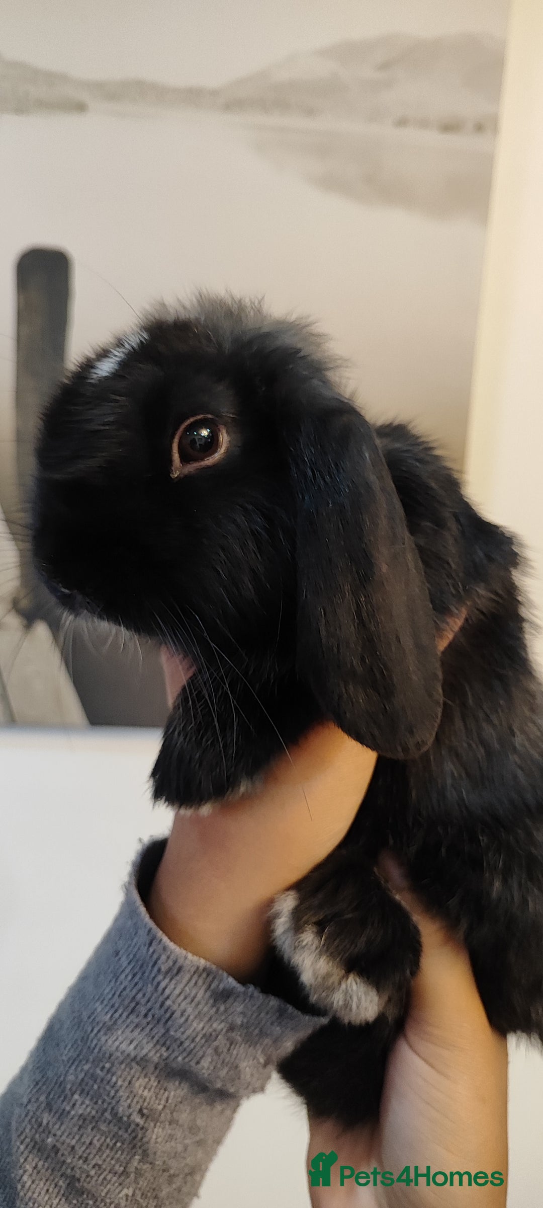 Mini Lop rabbits for sale: Mini lop and mini lop lion head  - Advert 9