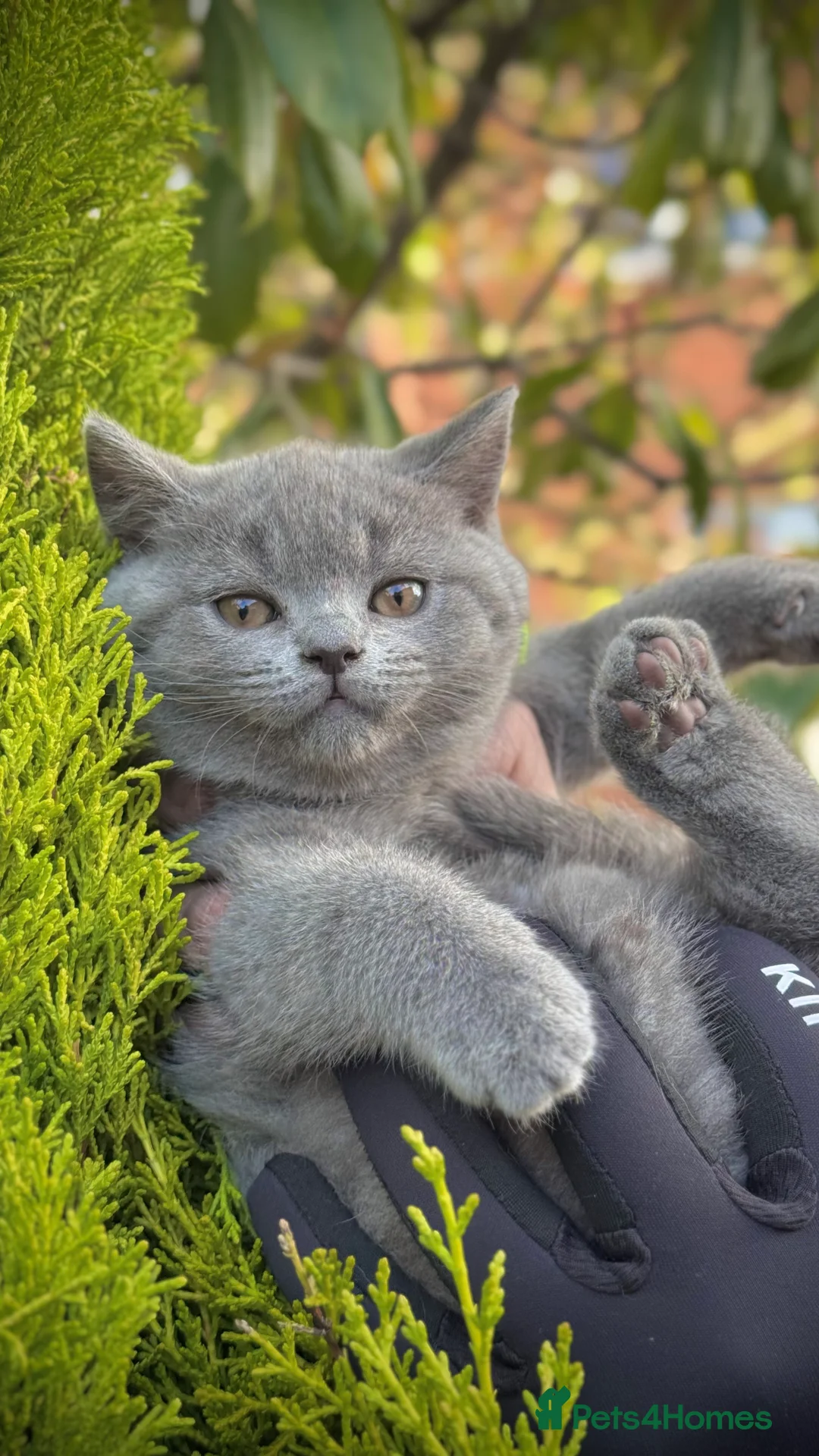 British Shorthair cats for sale: Adorable British Shorthair Blue and Lilic kittens - Advert 38