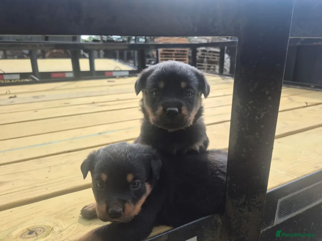 Rottweiler dogs for sale: Rottweiler chapmpion bloodline - Image 9