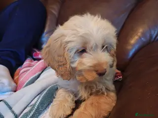 Cockapoo dogs 1 Cockapoo left READY FOR NEW HOME - Advert 18