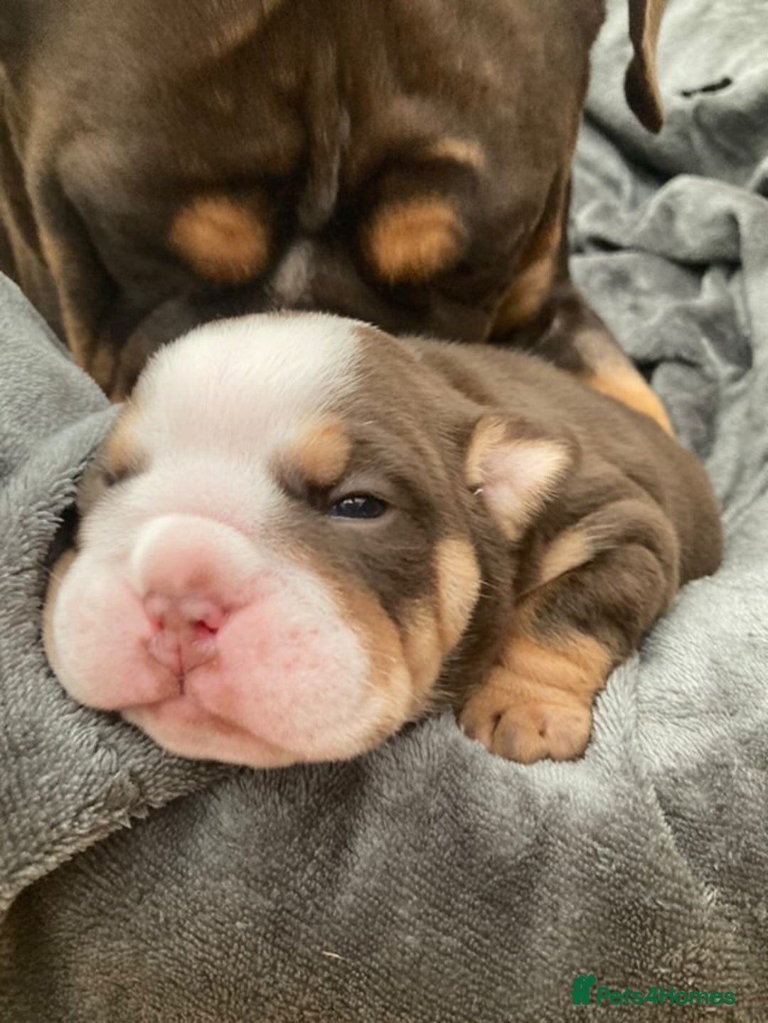 English Bulldog dogs for stud: English bulldog stud - KC registered in Wickford - Advert 10