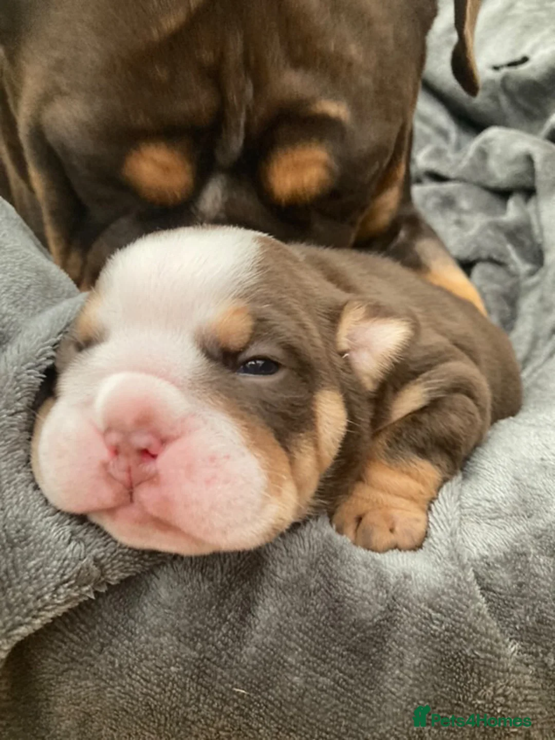 English Bulldog dogs for stud: English bulldog stud - KC registered in Wickford - Advert 10