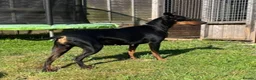 Manchester Terrier dogs for sale: Manchester terrier puppies  in Wimborne - Advert 2