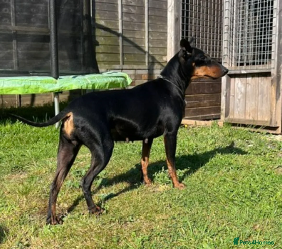 Manchester Terrier dogs for sale: Manchester terrier puppies  in Wimborne - Advert 2