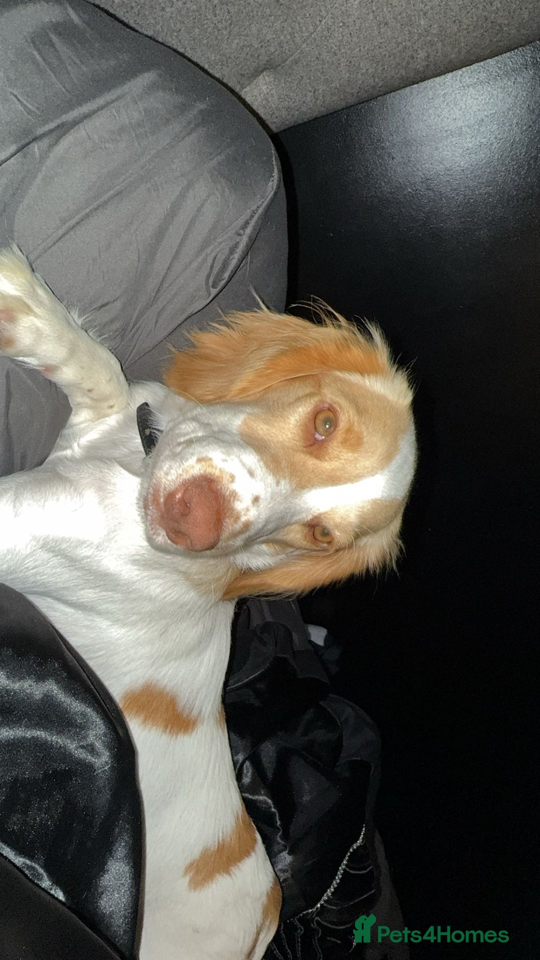 Sprocker dogs for sale: Beautiful cocker spaniel girl Lily  - Image 1
