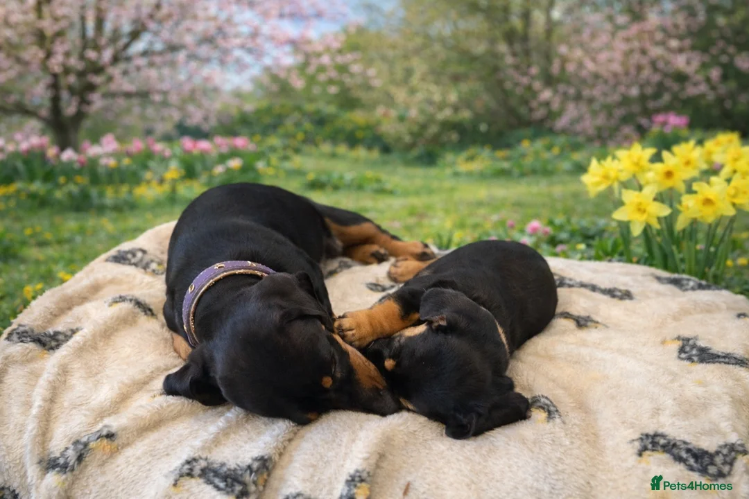Miniature Dachshund dogs for sale: Quality miniature dachshund puppy x1 - Advert 6