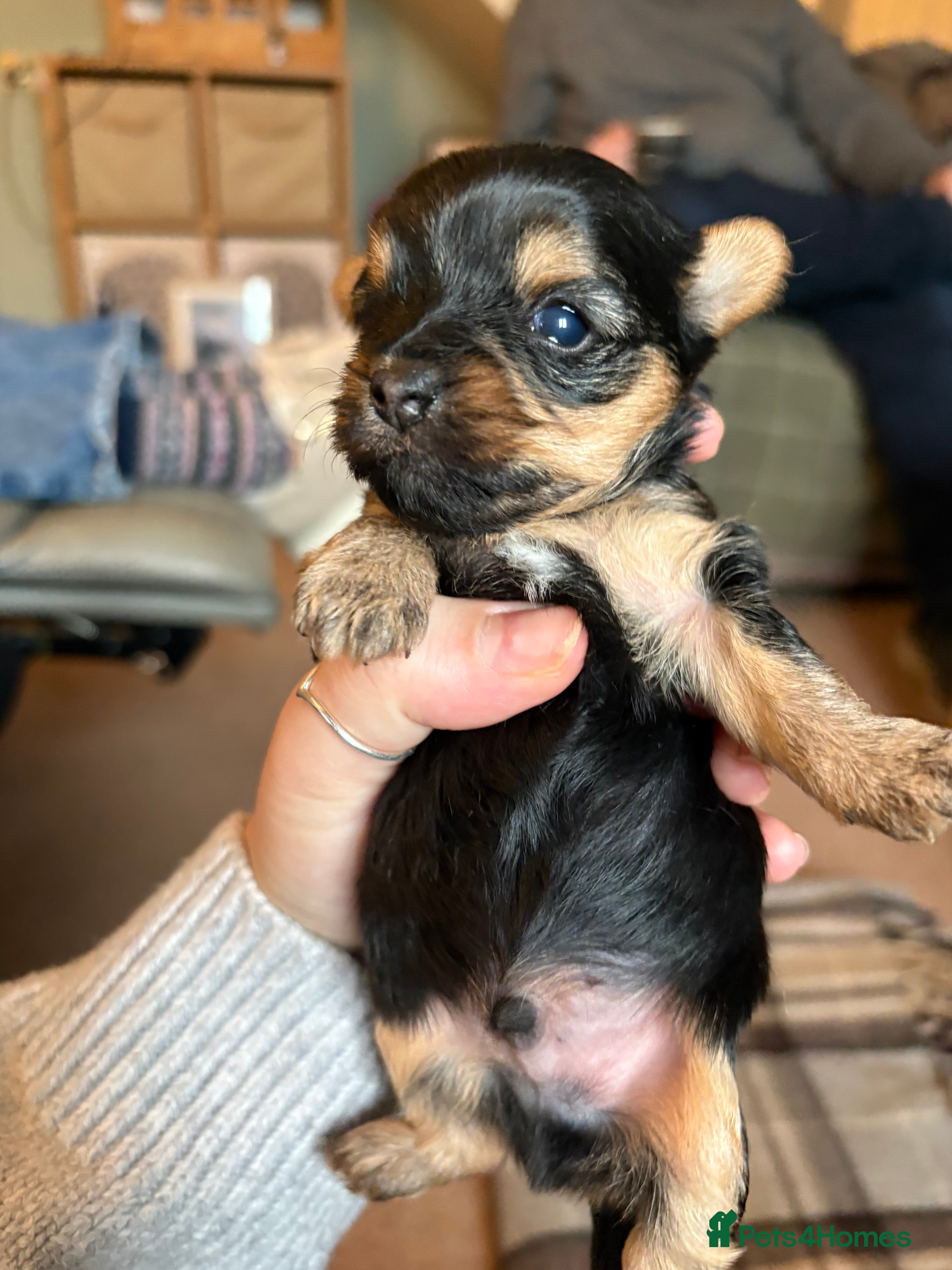 Yorkshire Terrier dogs Miniature Yorkshire terrier puppies for sale - Advert 4