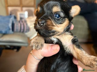 Yorkshire Terrier dogs Miniature Yorkshire terrier puppies for sale - Advert 5