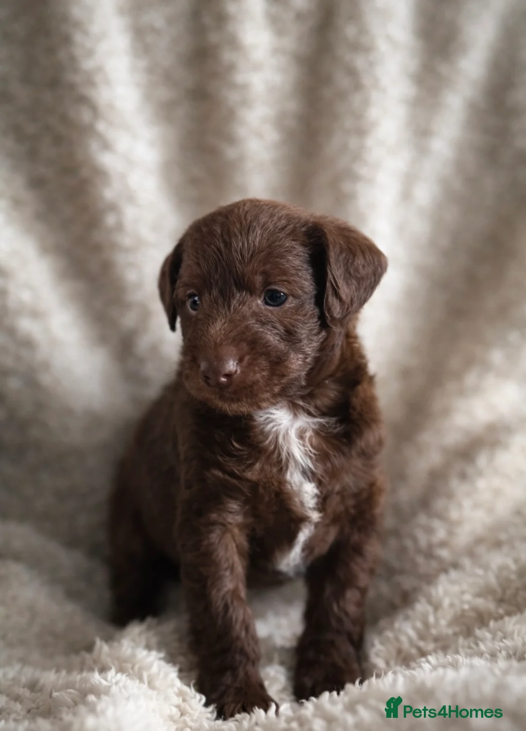 Mixed Breed dogs for sale: Pooitalian puppies  - Advert 1