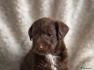 Mixed Breed dogs Pooitalian puppies - Advert 1