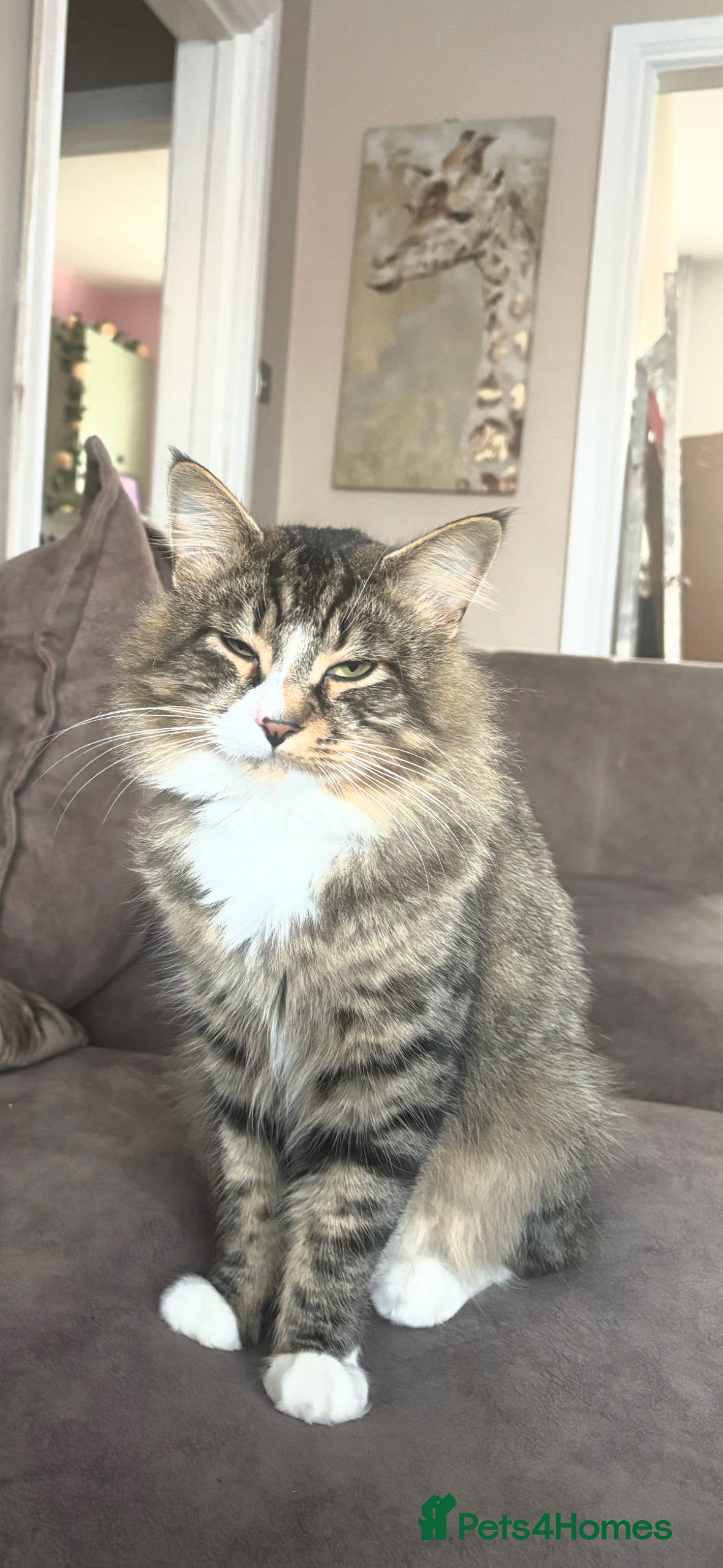 Mixed Breed cats Teddy  - Advert 1