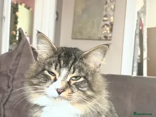 Mixed Breed cats Teddy - Advert 5