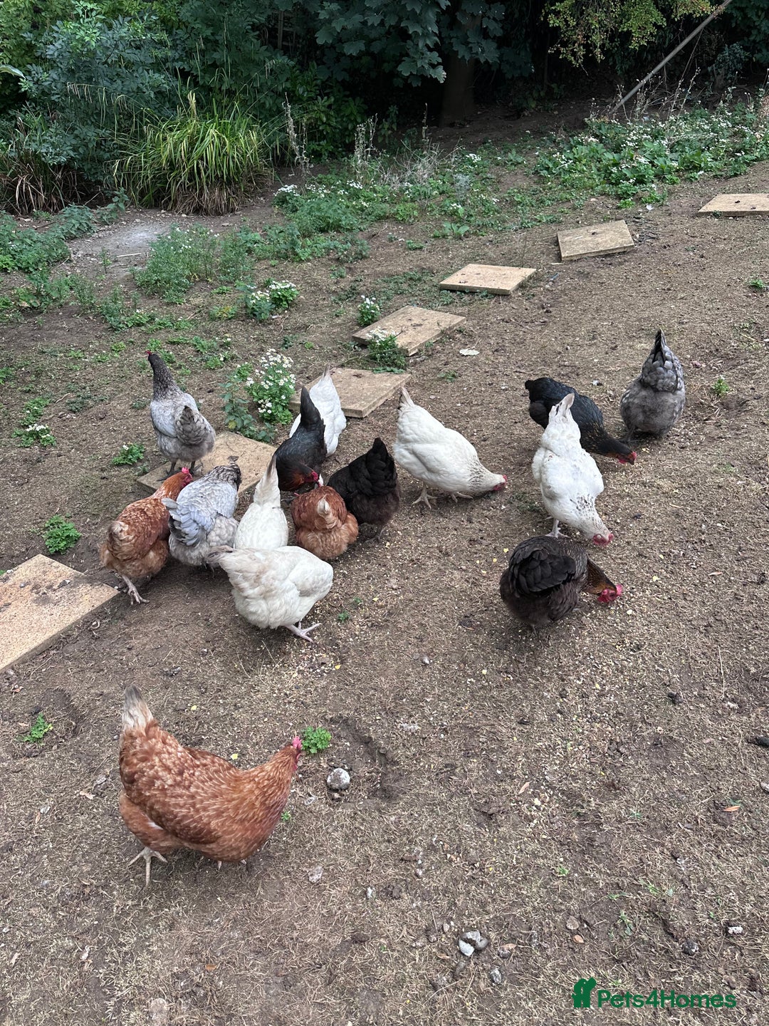 Chickens poultry for sale: Full chicken set up with chickens  - Image 7